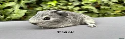 Guinea Pig rodents for sale: Gorgeous baby guinea pigs  - Advert 2
