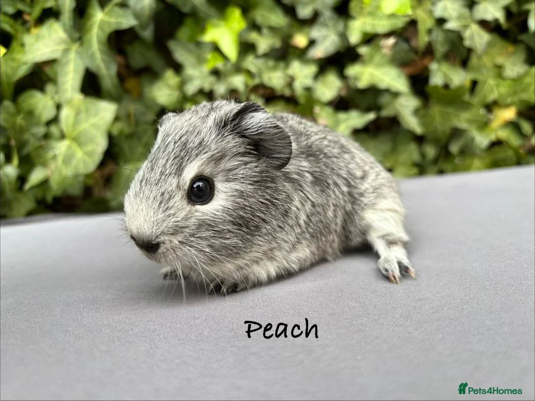Guinea Pig rodents for sale: Gorgeous baby guinea pigs  - Advert 2