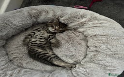 Mixed Breed cats for sale: 2 male kittens 5 month old - Image 8