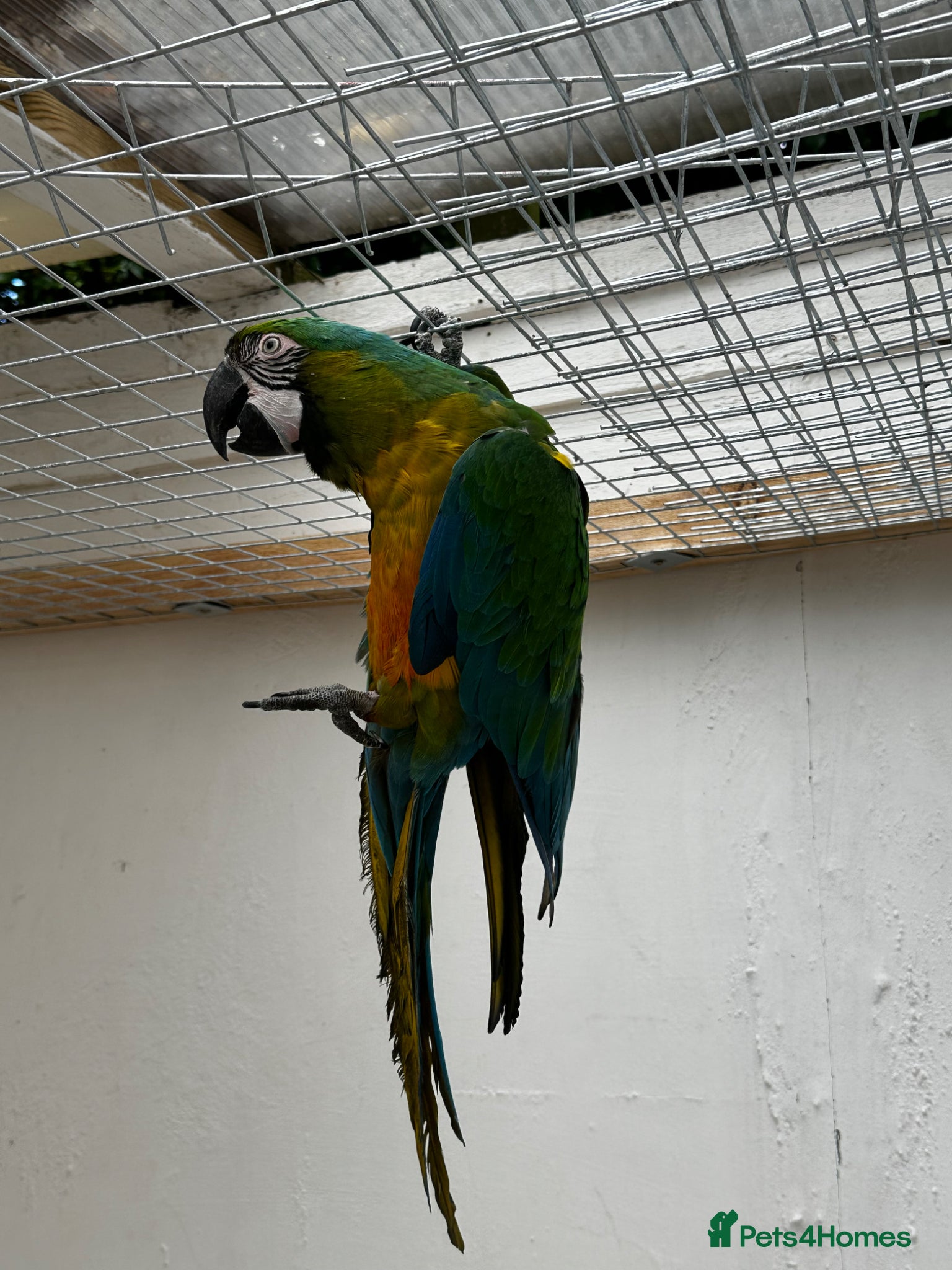 Parrots birds for sale: Rare stunning hybrid milligold macaw   in Harrow - Advert 8