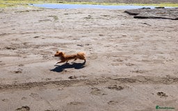 Chihuahua dogs for sale: Fawn/white Parti female longhaired Chihuhua  - Image 5