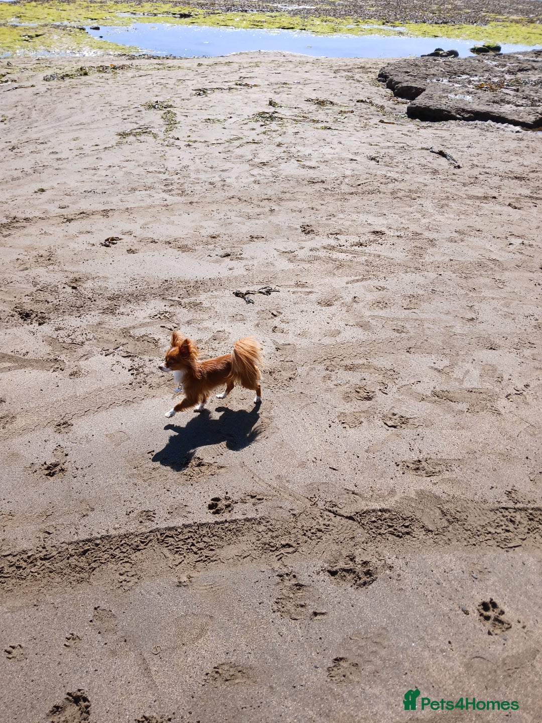 Chihuahua dogs for sale: Fawn/white Parti female longhaired Chihuhua  - Image 5