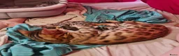 Bengal cats for sale: Guaranteed to be Cuddly *Breed quality*  - Advert 12