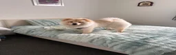 Chow Chow dogs for sale: Chow chow for sale  - Advert 2