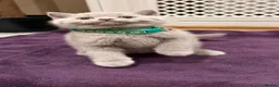 British Shorthair cats for sale: Chunky British shorthair kitten  - Advert 3
