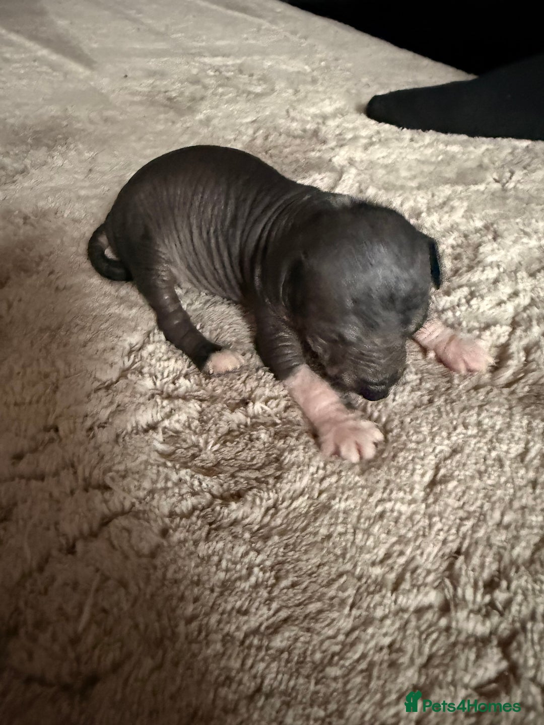 Mixed Breed dogs for sale: Beautiful hairless little boy chihuahua  - Advert 16