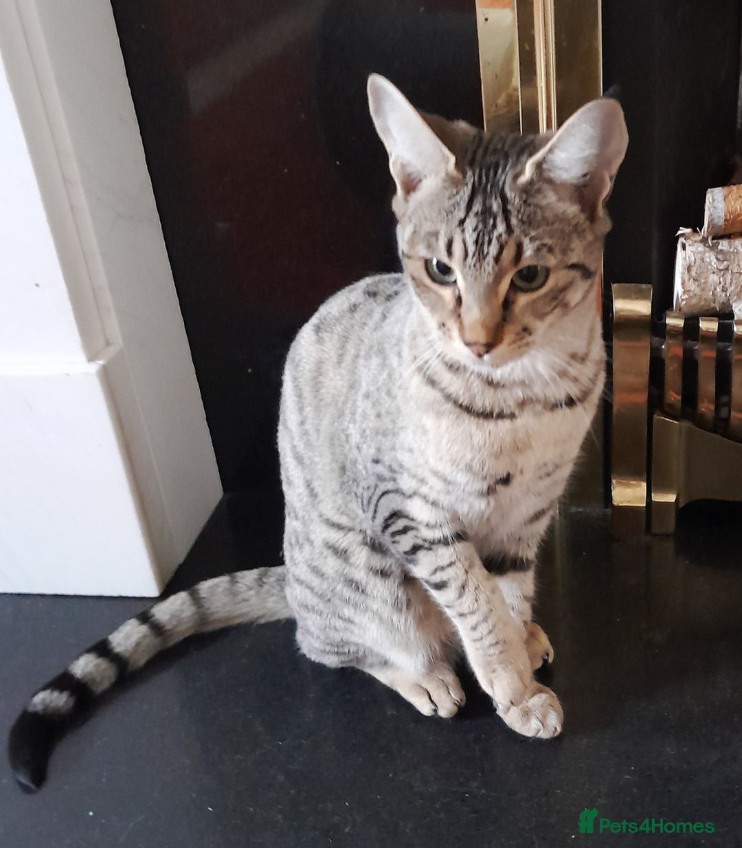 Savannah cats for sale: F5 Full Pedigree Tica Registered Girl Kitten - Advert 26