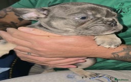 French Bulldog dogs for sale: Stunning litter of French bulldog puppies  - Image 16