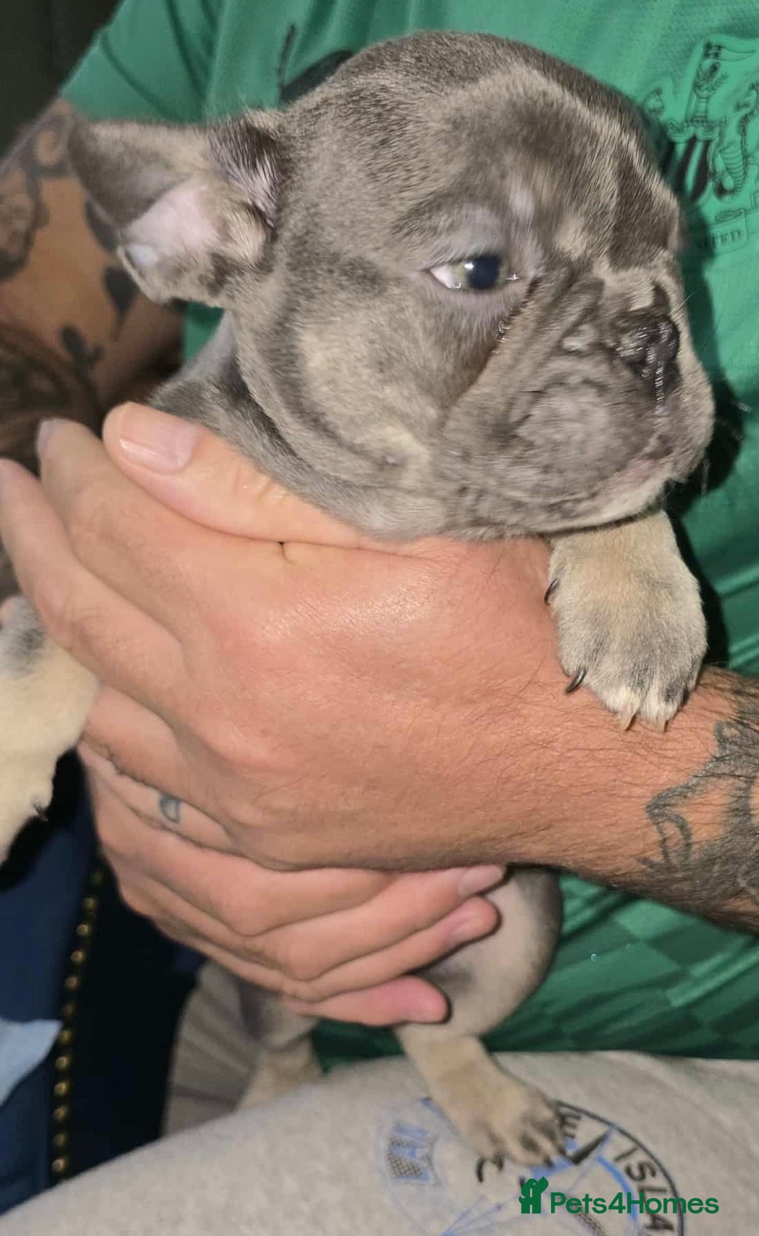 French Bulldog dogs for sale: Stunning litter of French bulldog puppies  - Image 16