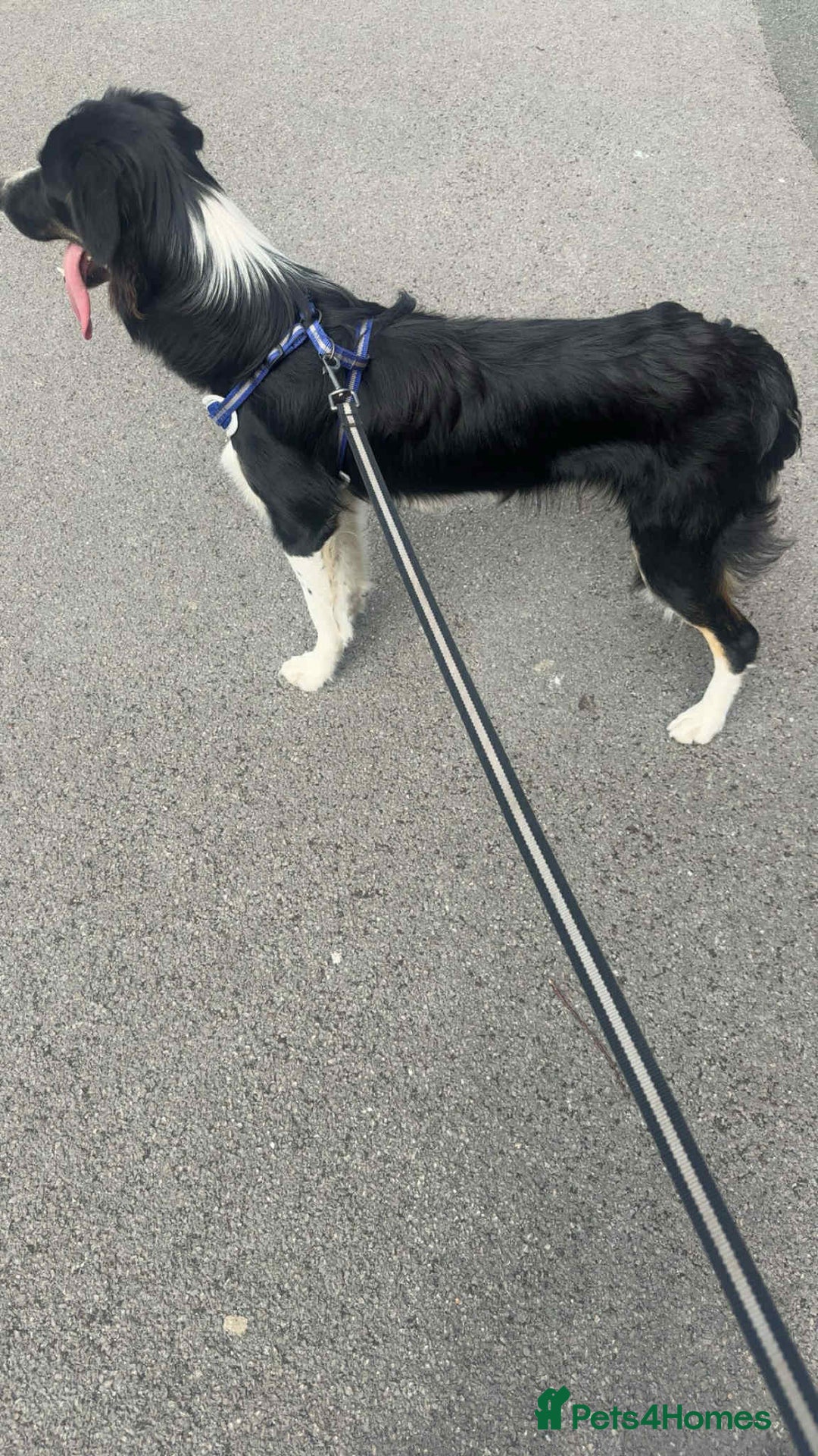 Border Collie dogs for sale: Female border collie - Image 2