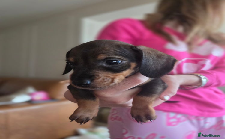 Dachshund dogs - Advert 2