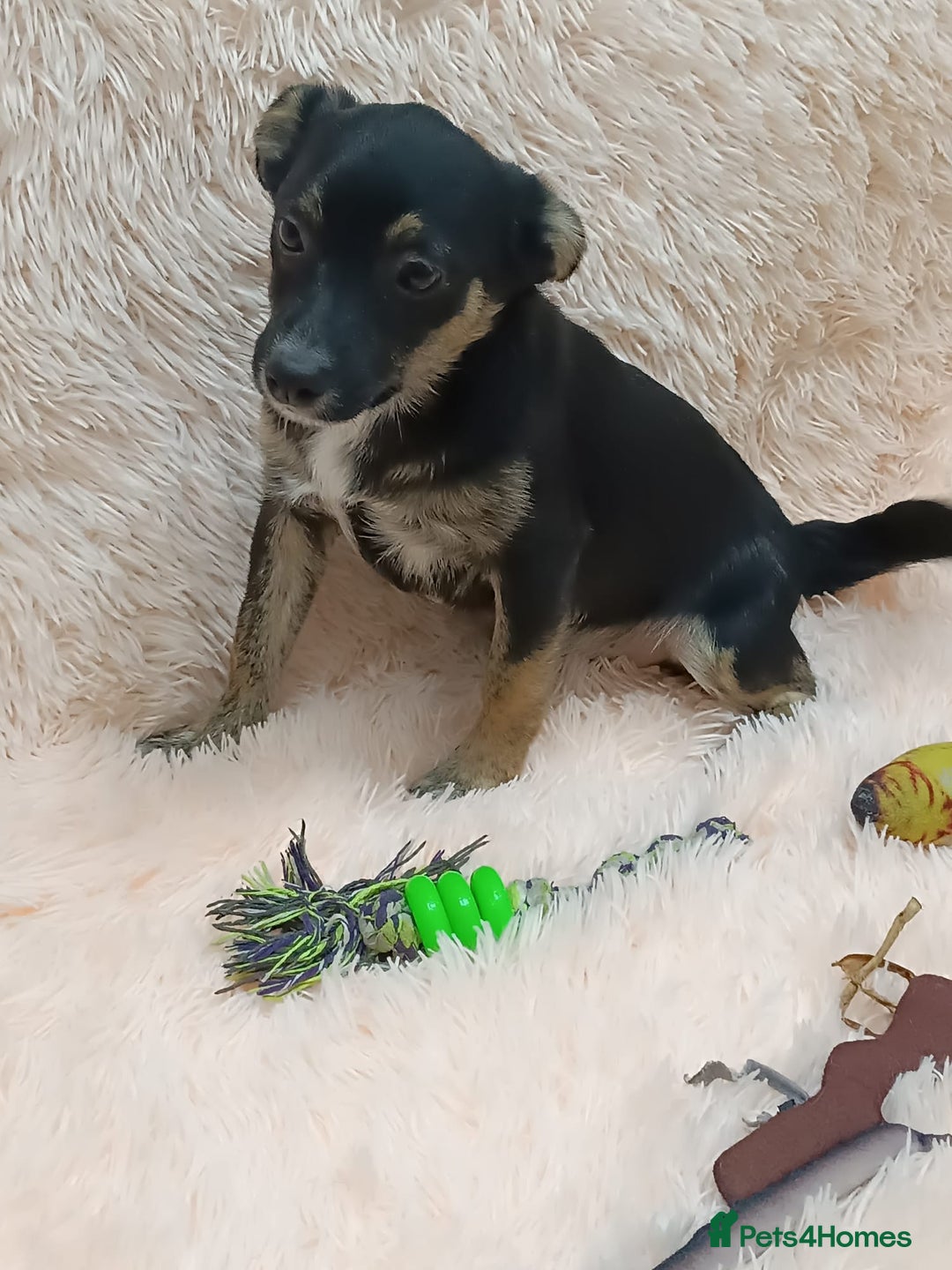 Mixed Breed dogs for adoption: 💙🐶 MARIUSZ 🐶💙 - Image 10