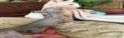 Sphynx cats for sale: Last pink green eyed sphynx kittens 😊 - Advert 5