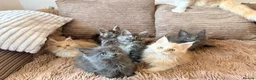 Maine Coon cats for sale: Tica registered mainecoon kittens (some polys)  - Advert 9
