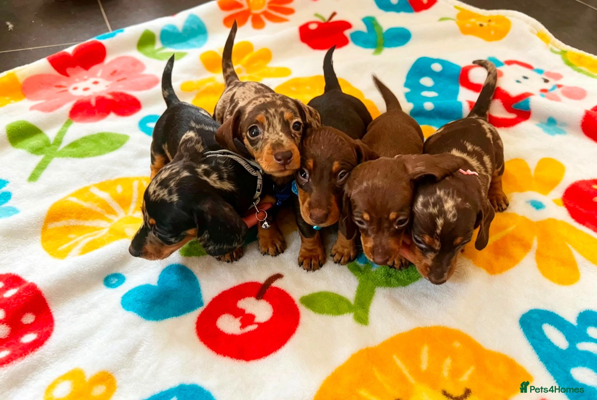 Dachshund dogs Litter of 5 stunning dachshund pups - Advert 1