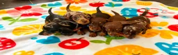 Dachshund dogs for sale: Litter of 5 stunning dachshund pups - Advert 1