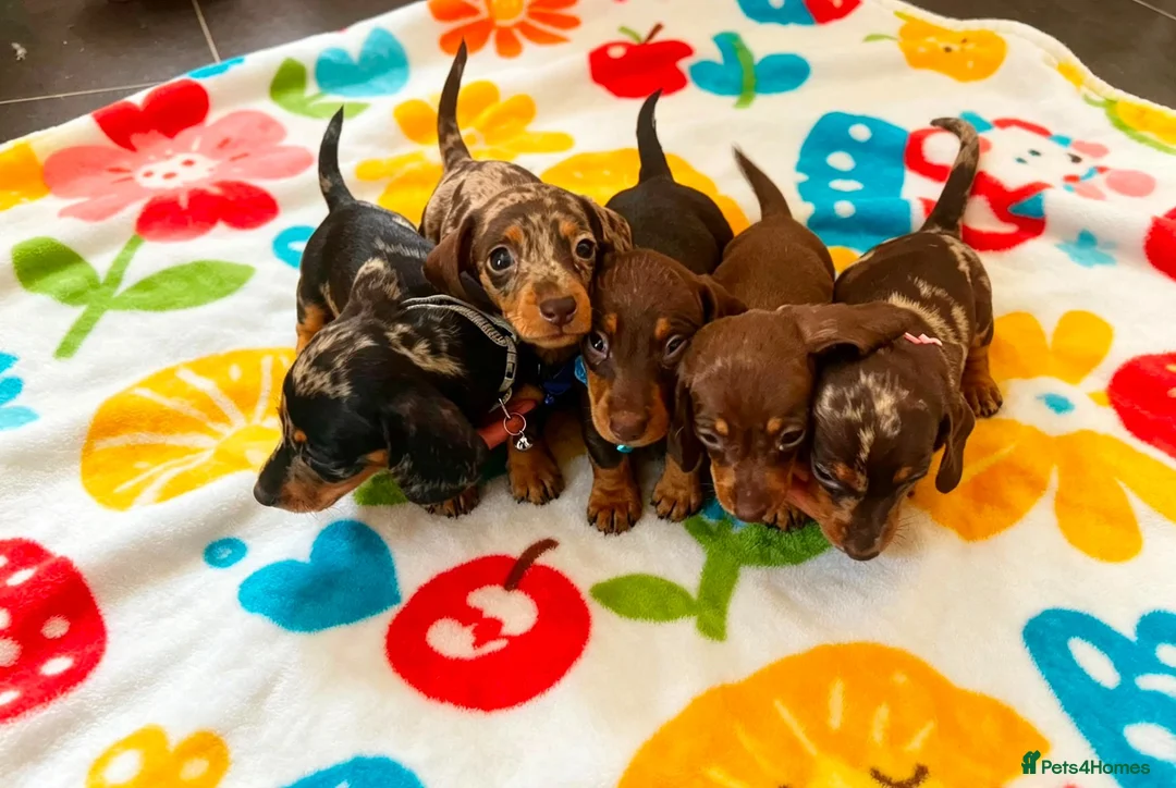 Dachshund dogs for sale: Litter of 5 stunning dachshund pups - Advert 1