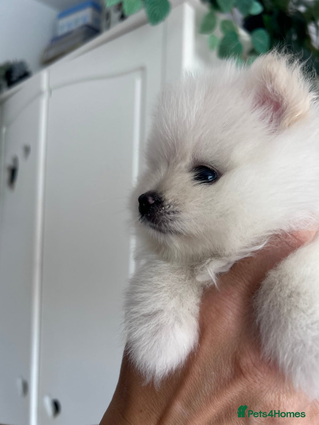 Pomeranian dogs for sale: Adorable White Teddy-Bear Pom Puppies! - Image 14