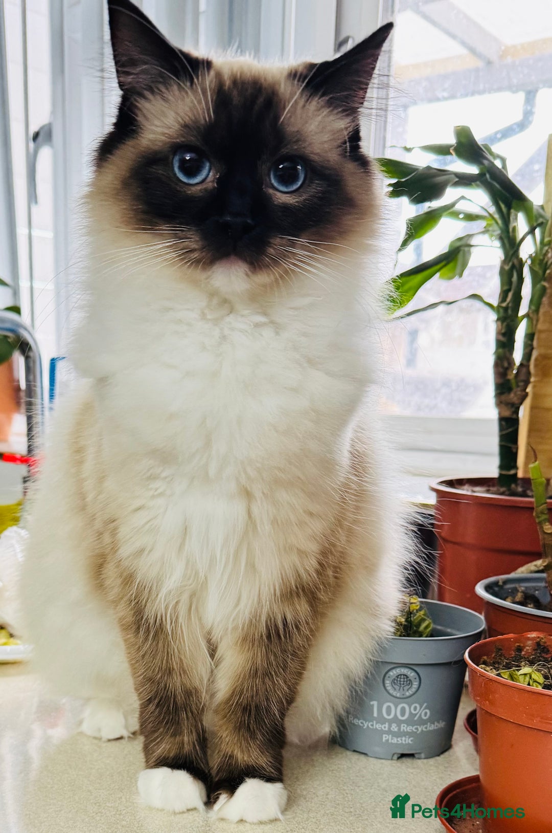 Ragdoll cats for sale: Urgent - 1 Purebred Ragdoll Kitten left in London - Image 8
