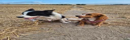 Mixed Breed dogs for sale: X2 Very cute Working cocker x Border Collie pups  in Deal - Advert 3