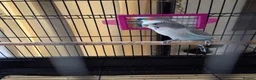 Budgerigars birds for sale: Blue Budgie and Cage with stand - Advert 2