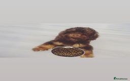 Cockapoo dogs for sale: Quality health tested miniature cockapoo girl! - Image 3