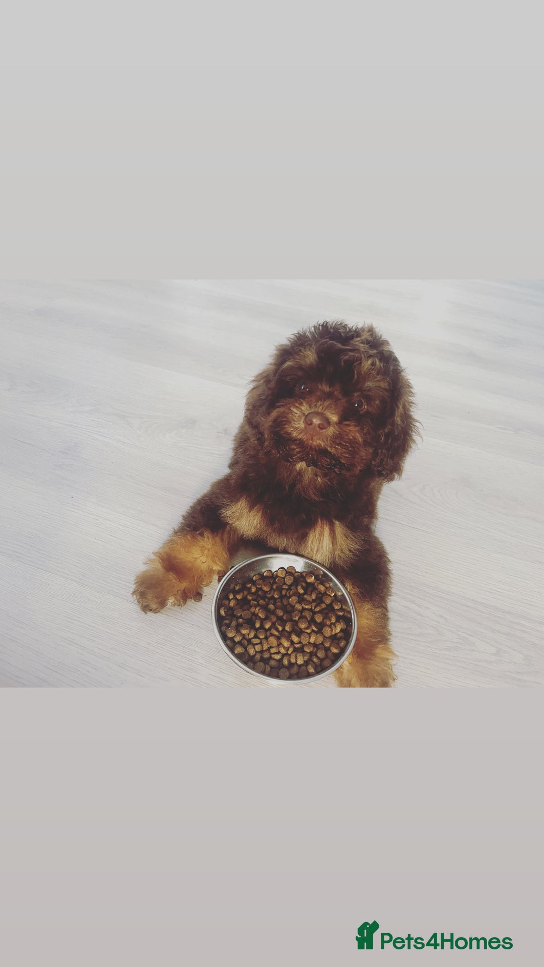 Cockapoo dogs for sale: Quality health tested miniature cockapoo girl! - Image 3