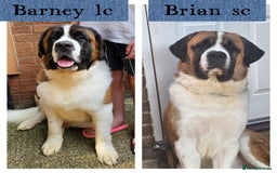 Saint Bernard dogs for stud: Kc reg Saint bernard for stud  in Bedford - Image 1
