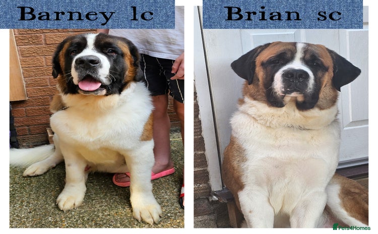 Saint Bernard dogs in Bedford - Advert 1