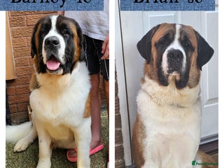 Saint Bernard dogs in Bedford - Advert 2