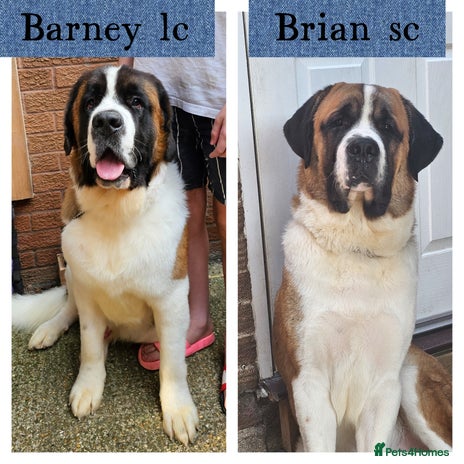 Saint Bernard dogs Kc reg PROVEN Saint bernards for stud in Bedford - Advert 1