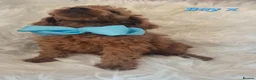 Cavapoo dogs for sale: 🧡CAVAPOO PUPPIES EXTENSIVELY DNA HEALTH TESTED🧡  - Advert 13