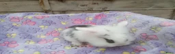 Mini Lion Lop rabbits for sale: Mini lop and mini lion lops - Advert 14