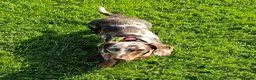 Miniature Dachshund dogs for sale: 7 beautiful little Dachshund  - Advert 5