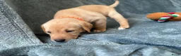 Mixed Breed dogs for sale: Labrador x staff - Advert 28