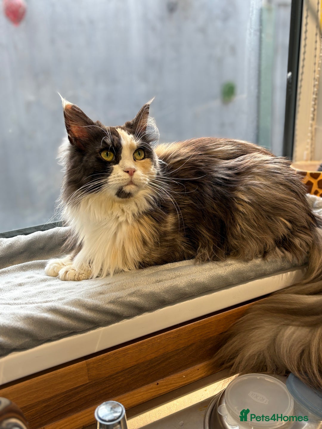 Mixed Breed cats for sale: Stunning Maine coon x Scottish Fold kittens - Advert 2