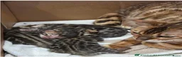 Bengal cats for sale: 3 TICA BENGAL BOYS – BROWN ROSETTED MALES – £850 - Advert 13