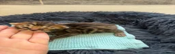 Bengal cats for sale: Beautiful Bengal cross kittens  - Advert 6