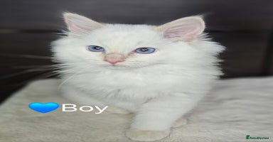 Ragdoll cats - Advert 13