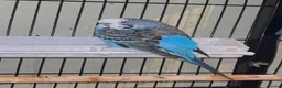Budgerigars birds for sale: X2 and cage  in Walsall - Advert 2