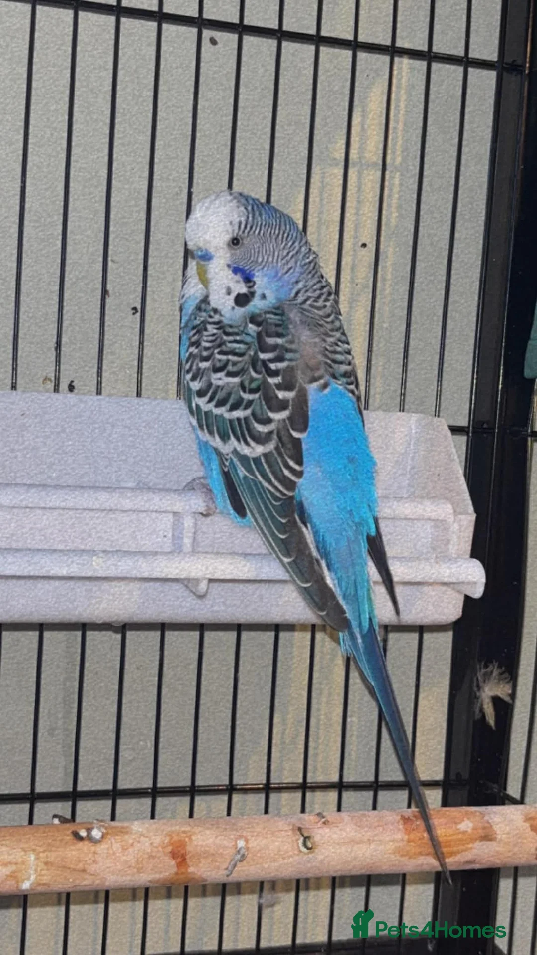 Budgerigars birds for sale: X2 and cage  in Walsall - Advert 2