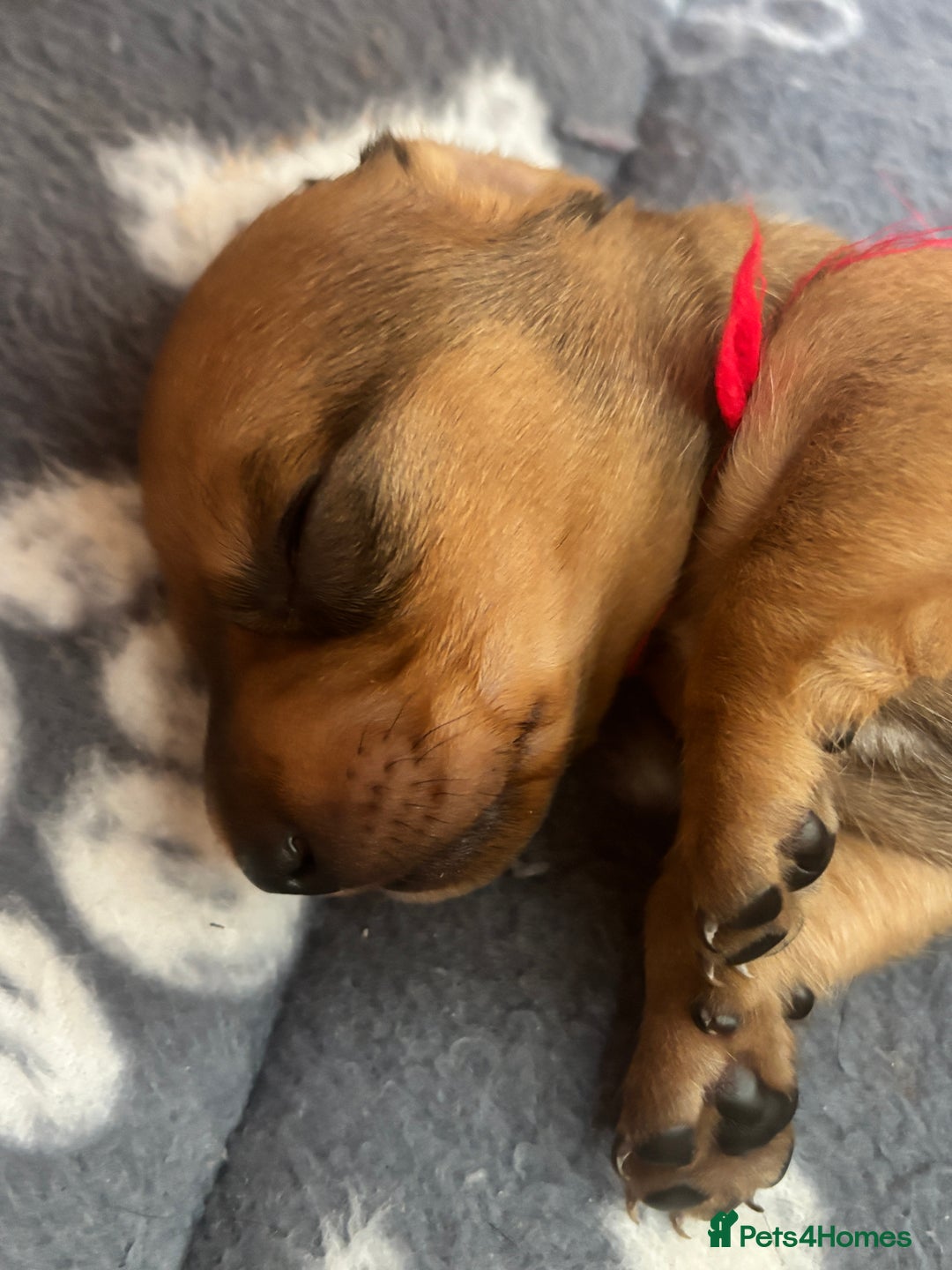 Miniature Dachshund dogs for sale: Beautiful Miniature Dachshund Puppies - Image 4