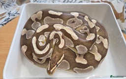 Python Snake reptiles for sale: 3 adult Royal pythons and 4' vivariums  - Image 14