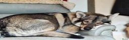 Mixed Breed dogs for sale: Northern Inuit outcross litter  - Advert 3