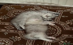 Persian cats for sale: Persian Chinchilla Kittens - Image 8