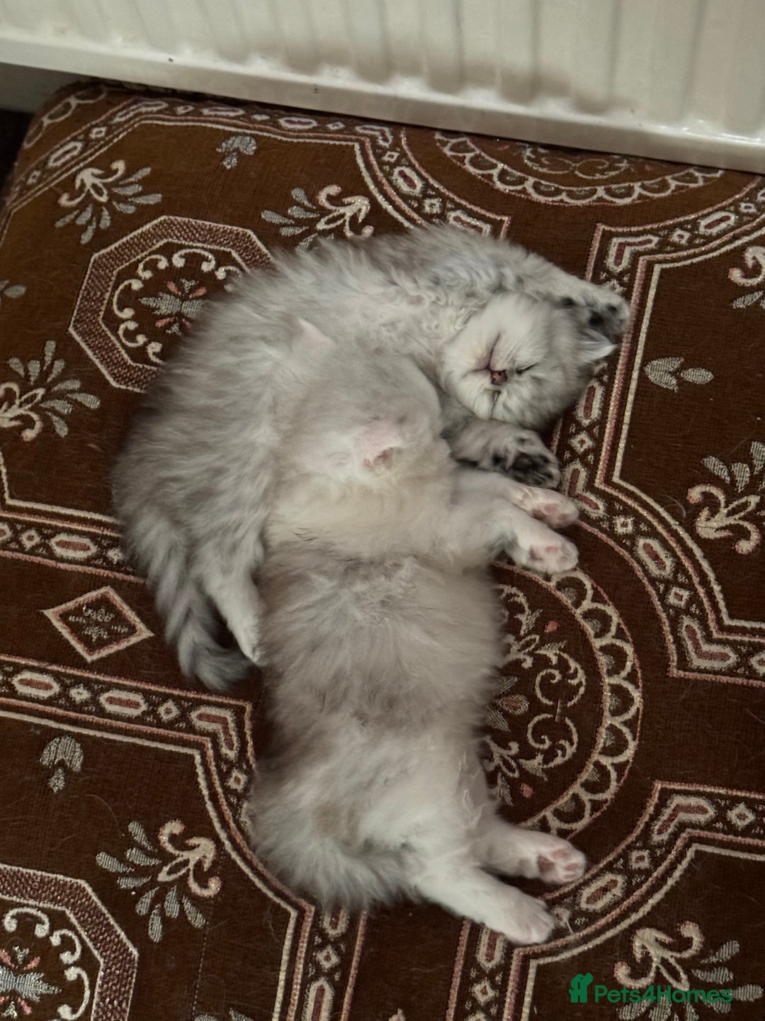 Persian cats for sale: Persian Chinchilla Kittens - Image 8
