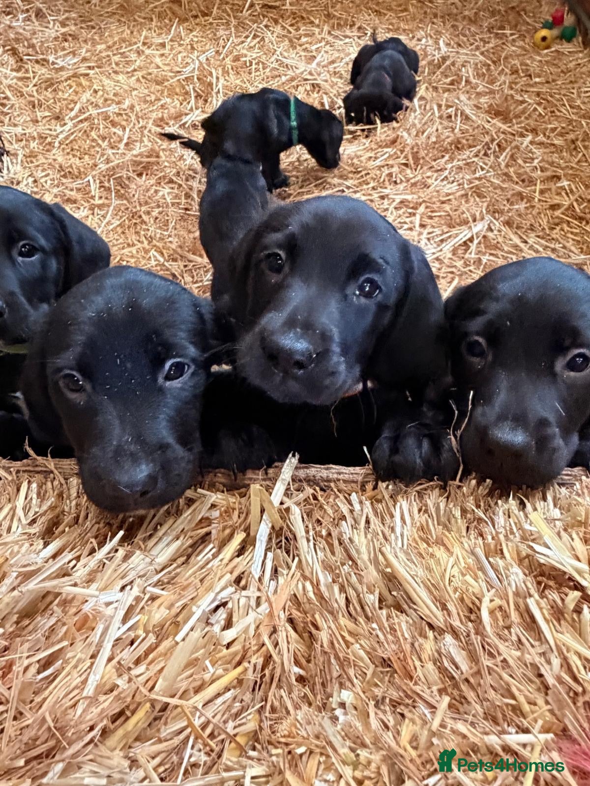 Springador dogs Springador pups - Advert 1