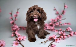 Cockapoo dogs for sale: ⭐️READY NOW⭐️Stunning DNA clear C f1 choc  - Image 1