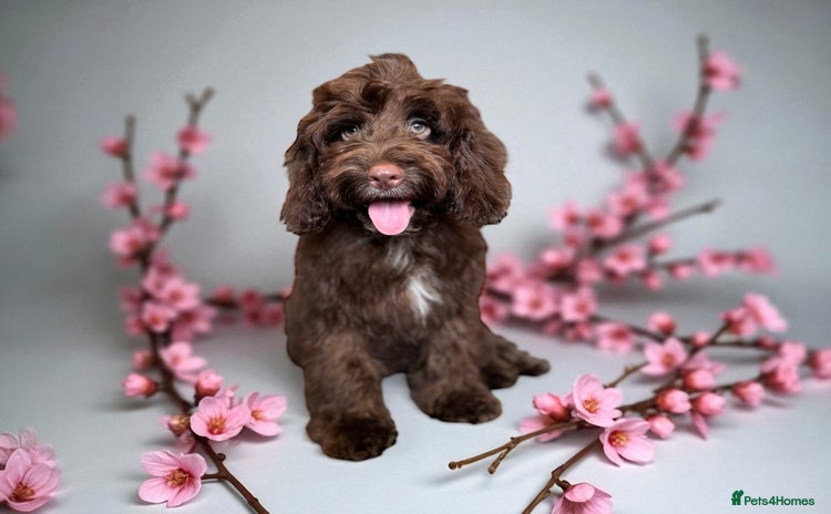 Cockapoo dogs - Advert 1