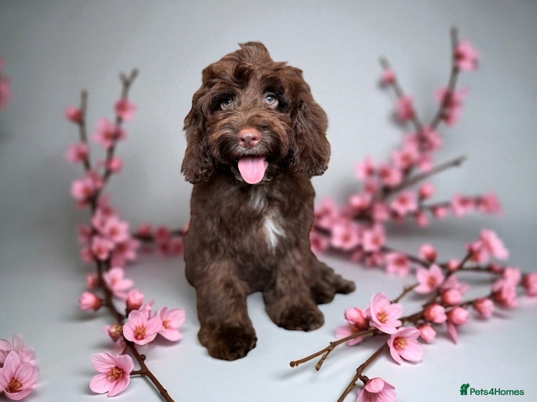 Cockapoo dogs for sale: ⭐️READY NOW⭐️Stunning DNA clear C f1 choc  - Image 1